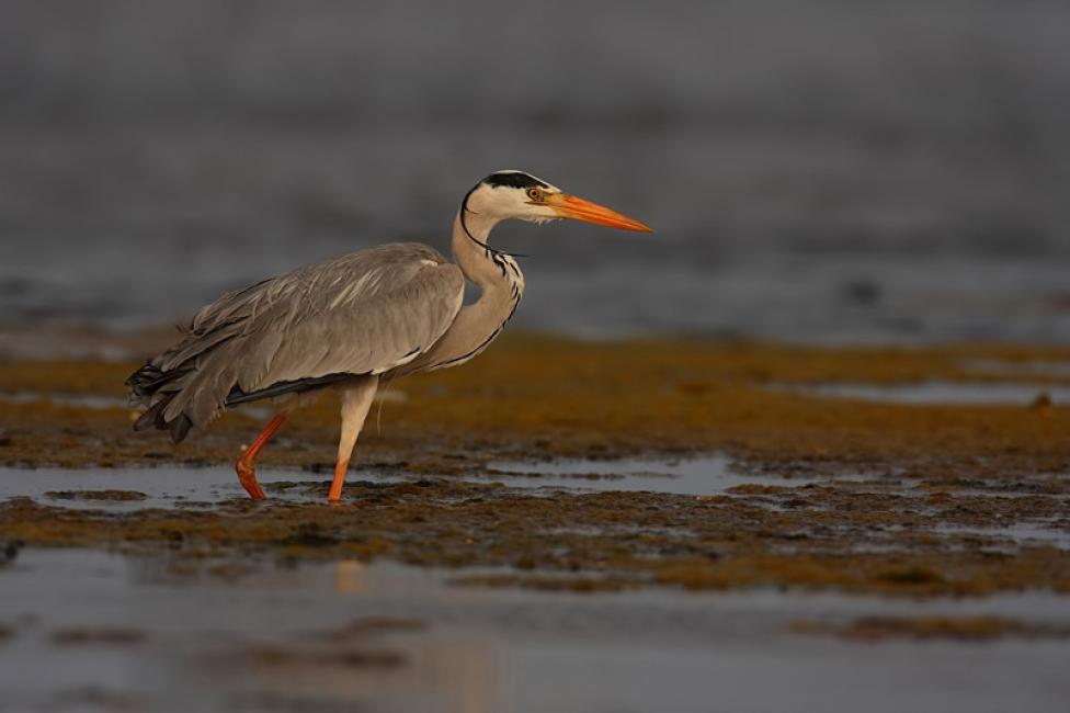 Garza real al acecho. (Ardea cinerea)